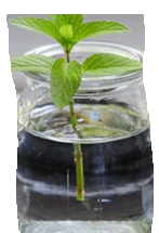 growing herbs indoors  basil taking root in a glass of water