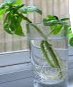 oregano rooting in a glass of water. then transfer to pot with soil. growing herbs indoors