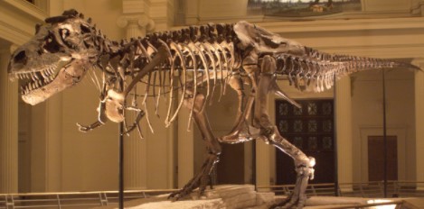 SUE A T-REX SUFFERS FROM GOUT