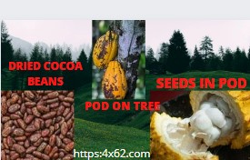 Cacao Beans To Chocolate!!  pod on tree,seed and dry seeds
