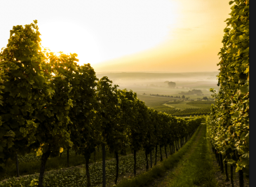 WINE AND ITS BENEFITS     VINEYARD IN  NAPA VALLEYS